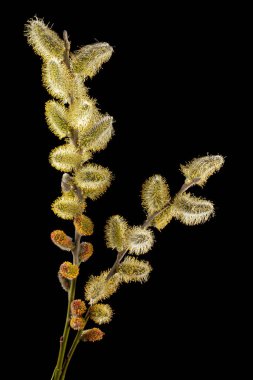 Blossoming pussy-willow twig, isolated on black background