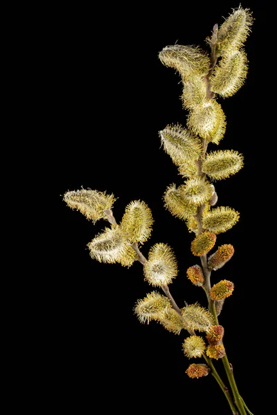 Blossoming Pussy Willow Twig Isolated Black Background — Fotografia de Stock