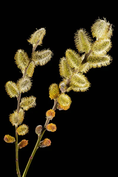 Blossoming Pussy Willow Twig Isolated Black Background — Foto Stock