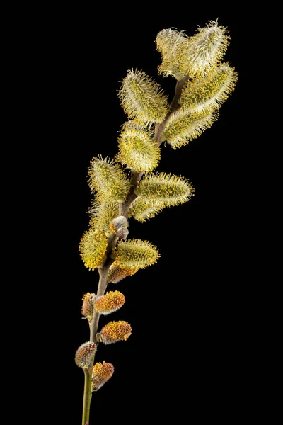 Blossoming Pussy Willow Twig Isolated Black Background — ストック写真