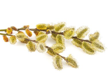 Blossoming pussy-willow twig, isolated on white background