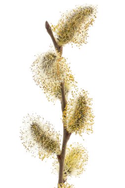 Blossoming pussy-willow twig, isolated on white background