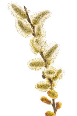 Blossoming pussy-willow twig, isolated on white background