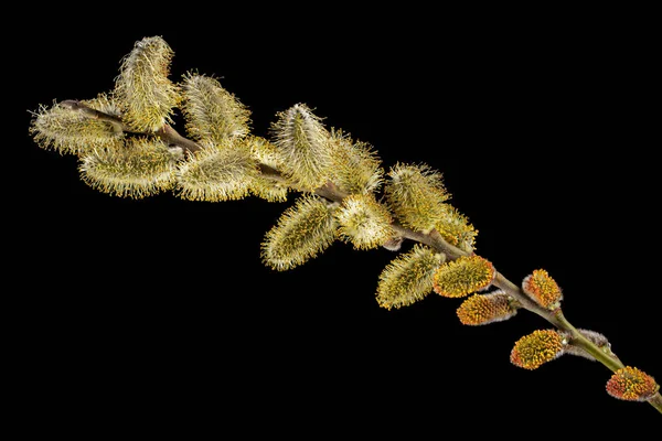 Blossoming Pussy Willow Twig Isolated Black Background — Φωτογραφία Αρχείου
