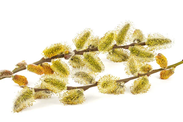 Blossoming Pussy Willow Twig Isolated White Background — 图库照片
