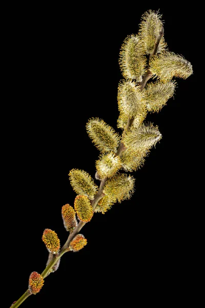 Blossoming Pussy Willow Twig Isolated Black Background — 图库照片