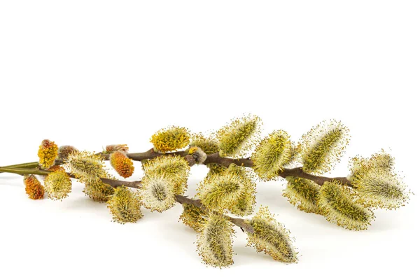 Blossoming Pussy Willow Twig Isolated White Background — Fotografia de Stock