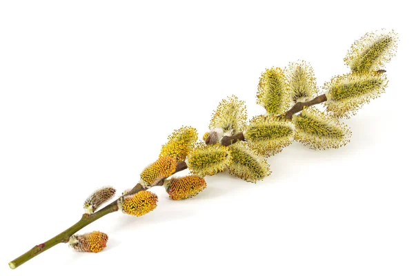 Blossoming Pussy Willow Twig Isolated White Background — 图库照片