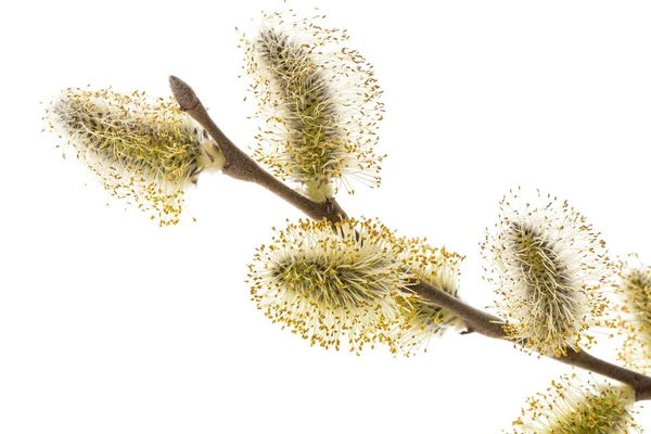 Blossoming Pussy Willow Twig Isolated White Background — Zdjęcie stockowe