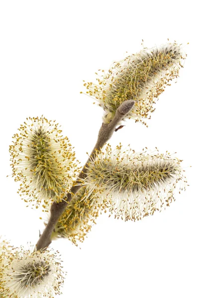 Blossoming Pussy Willow Twig Isolated White Background — Stockfoto
