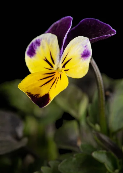 Viola Tricolor Lat Джонни Прыгай Виола Корнута Лат Рогатая Вайолет — стоковое фото