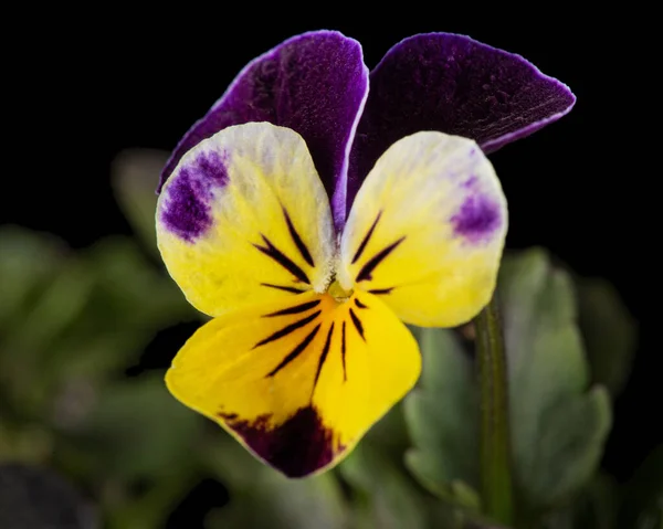 Viola Tricolor Lat Джонни Прыгай Виола Корнута Лат Рогатая Вайолет — стоковое фото