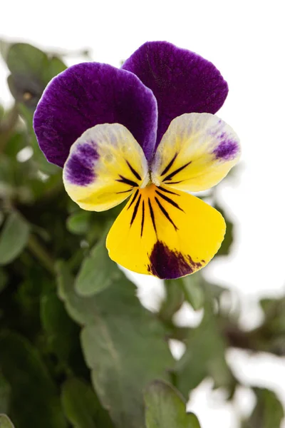 Viola Tricolor Lat Viola Cornuta Lat 뿔달린 바이올렛 배경에 고립되어 — 스톡 사진