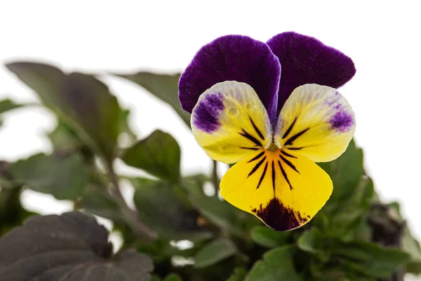 紫罗兰三色旗 约翰尼跳起来 或Viola Cornuta Lat 角形紫罗兰 白色背景隔离 — 图库照片