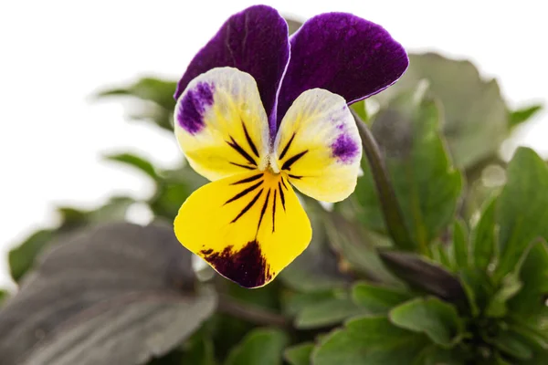紫罗兰三色旗 约翰尼跳起来 或Viola Cornuta Lat 角形紫罗兰 白色背景隔离 — 图库照片