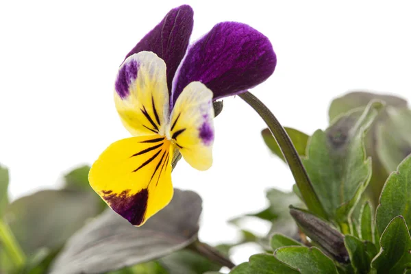 Viola Tricolor Lat Johnny Jump Oder Viola Cornuta Lat Gehörntes — Stockfoto