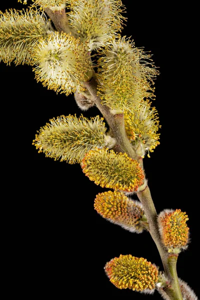 Blossoming Pussy Willow Twig Isolated Black Background — Foto de Stock