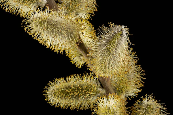 Blossoming Pussy Willow Twig Isolated Black Background — Foto de Stock