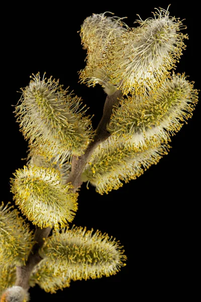 Blossoming Pussy Willow Twig Isolated Black Background — Stockfoto