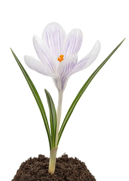 Beyaz Arka Planda Izole Edilmiş Topraktan Büyüyen Crocus Çiçeği — Stok fotoğraf