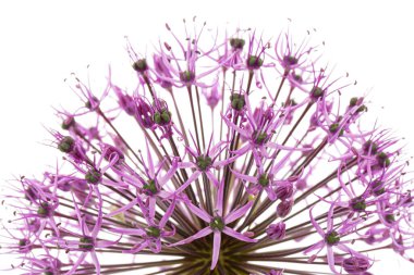 Beyaz arka planda izole edilmiş küresel çiçek açan süs soğanı.