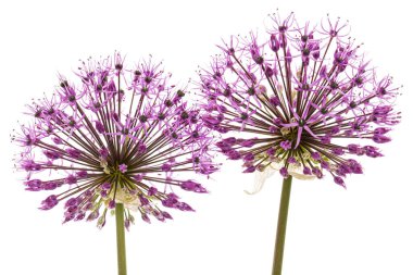 Beyaz arka planda izole edilmiş küresel çiçek açan süs soğanı.