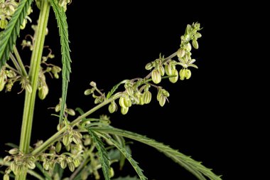 Esrar, siyah arkaplanda izole edilmiş