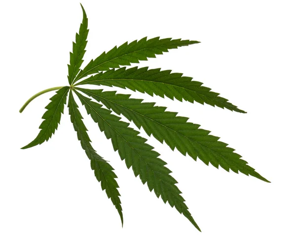 白い背景に隔離された大麻の緑の葉 — ストック写真