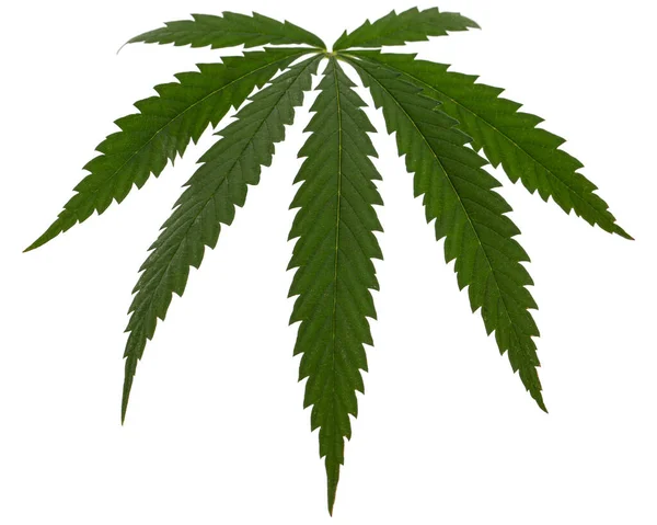 Hoja Verde Cannabis Aislada Sobre Fondo Blanco — Foto de Stock