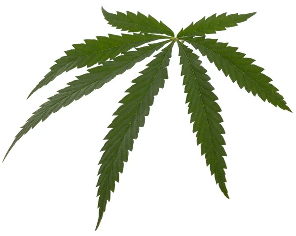 Folha Verde Cannabis Isolada Sobre Fundo Branco — Fotografia de Stock