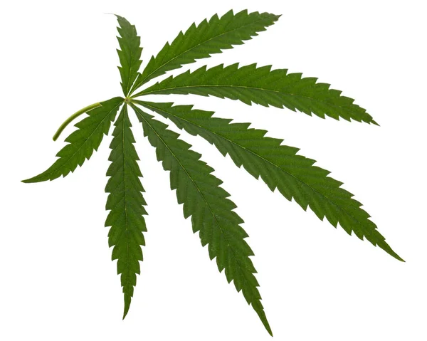 Hoja Verde Cannabis Aislada Sobre Fondo Blanco — Foto de Stock
