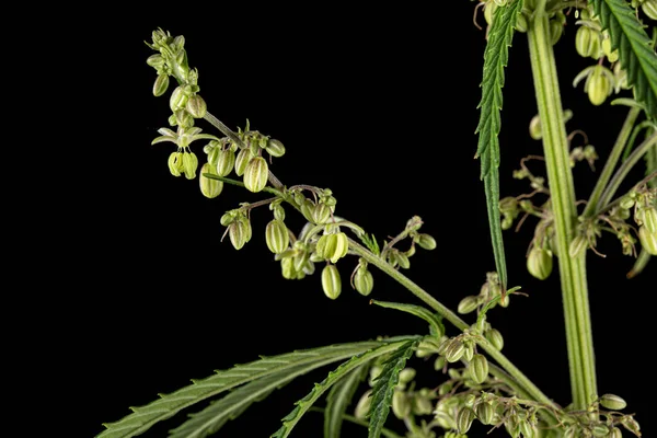 Cannabis Isoliert Auf Schwarzem Hintergrund — Stockfoto