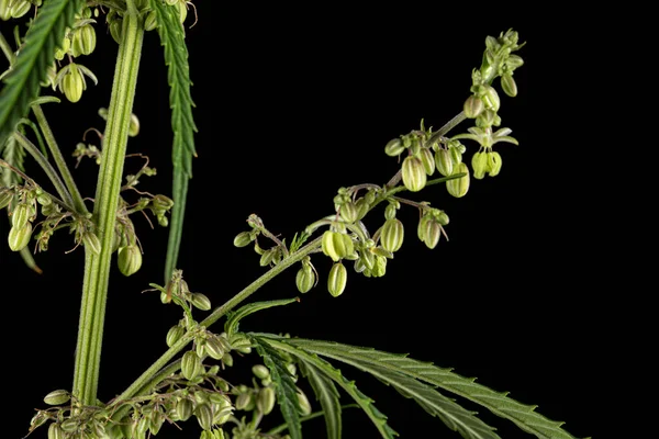 Cannabis Isoliert Auf Schwarzem Hintergrund — Stockfoto