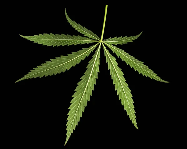 Hoja Verde Cannabis Aislada Sobre Fondo Negro — Foto de Stock