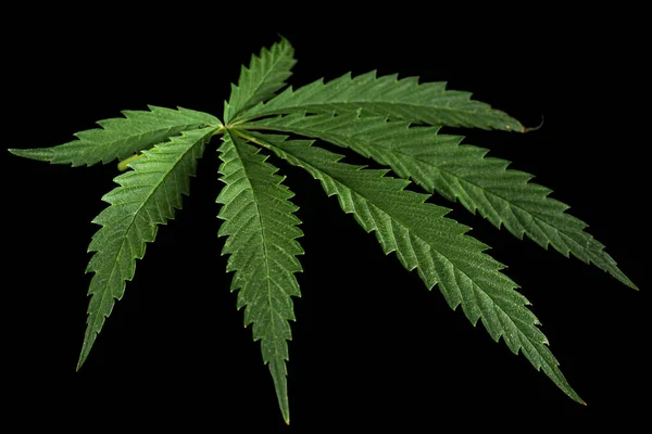 Hoja Verde Cannabis Aislada Sobre Fondo Negro — Foto de Stock