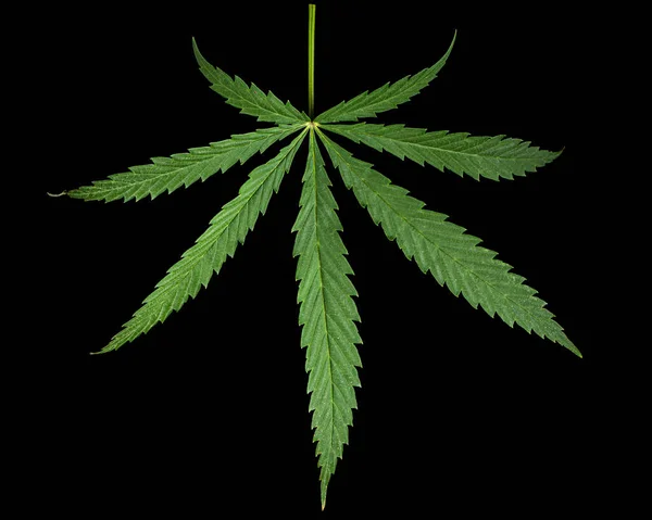 Green Leaf Cannabis Isolated Black Background — Stock Photo, Image