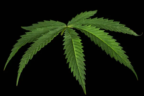 Zöld Levél Kannabisz Elszigetelt Fekete Háttér — Stock Fotó