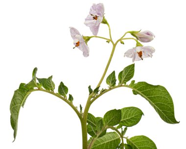 Pink potato fliwers, isolated on white background