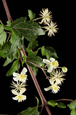 Clematis 'in çiçekleri ve yaprakları. Clematis vitalba L., siyah arkaplanda izole edilmiş. 