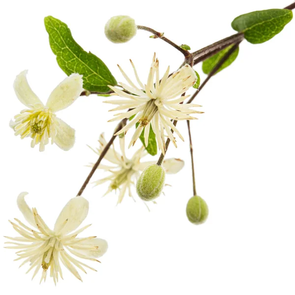 Blüten Und Blätter Der Clematis Lat Clematis Vitalba Isoliert Auf — Stockfoto