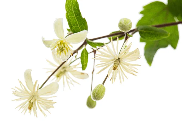Květiny Listy Clematisu Lat Clematis Vitalba Izolovaný Bílém Pozadí — Stock fotografie