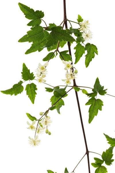 Flores Hojas Clematis Lat Clematis Vitalba Aislado Sobre Fondo Blanco —  Fotos de Stock