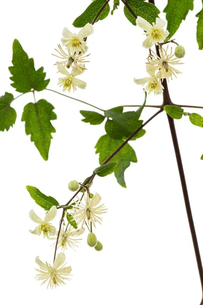 Flores Folhas Clematis Lat Clematis Vitalba Isolado Sobre Fundo Branco — Fotografia de Stock