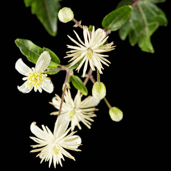Bloemen Bladeren Van Clematis Lat Clematis Vitalba Geïsoleerd Zwarte Achtergrond — Stockfoto