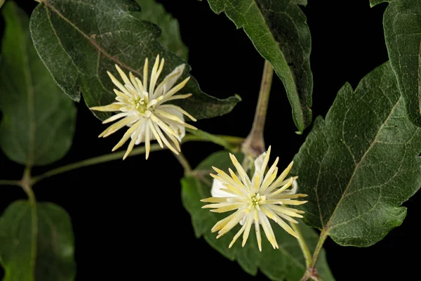 Flores Folhas Clematis Lat Clematis Vitalba Isolado Sobre Fundo Preto — Fotografia de Stock