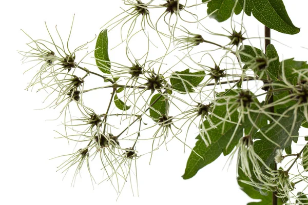 铁线莲的种子 和叶子 Clematis Vitalba 因白色背景而被隔离 — 图库照片