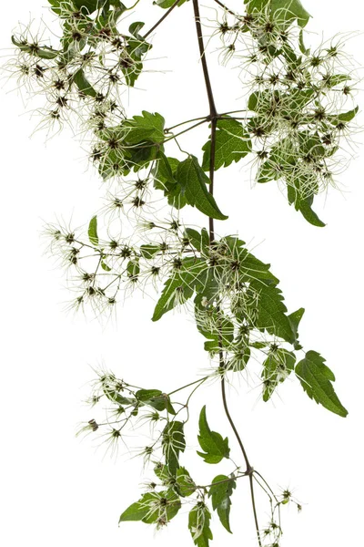 铁线莲的种子 和叶子 Clematis Vitalba 因白色背景而被隔离 — 图库照片