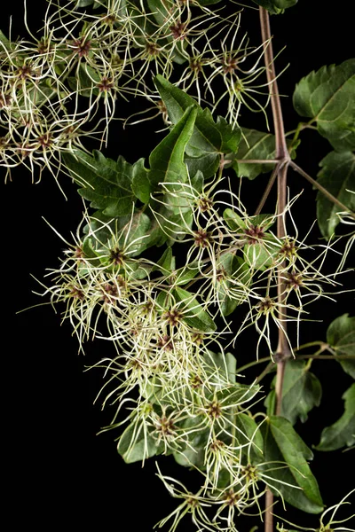 Yapraklı Taneler Hoş Kokulu Bitkiler Clematis Vitalba Siyah Arkaplanda Izole — Stok fotoğraf