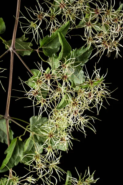 Yapraklı Taneler Hoş Kokulu Bitkiler Clematis Vitalba Siyah Arkaplanda Izole — Stok fotoğraf