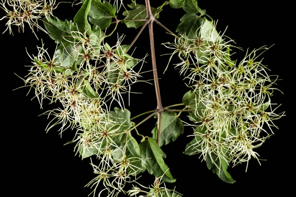 열매와 줄기와 향초가 있노라 클레멘스 비탈바 배경에 떨어져 — 스톡 사진